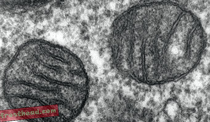 artikelen, wetenschap - Nee, een mitochondriale "Eve" is niet de eerste vrouw in een soort
