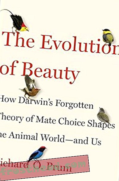 Preview thumbnail for 'The Evolution of Beauty: How Darwin's Forgotten Theory of Mate Choice Shapes the Animal World - and Us
