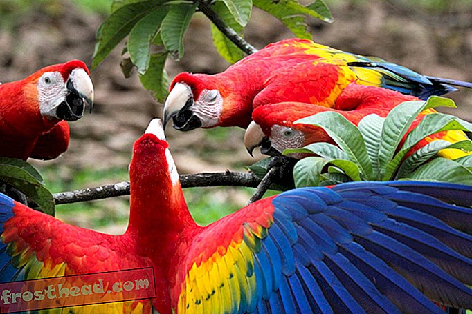 Macaw-kasvatuskeskus toimitti esihistoriallisille amerikkalaisille palkittuja höyheniä
