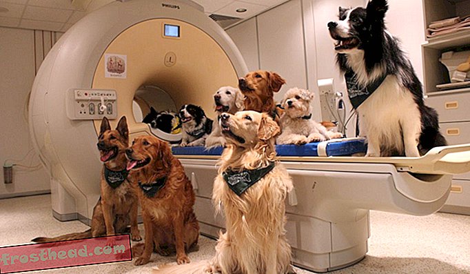 artikelen, wetenschap - Honden weten wanneer u hen prijst.  Dat betekent niet dat ze menselijke spraak begrijpen