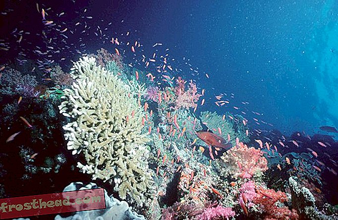 articles, nouvelles intelligentes, science de l'information intelligente - Les récifs coralliens ripostent contre le réchauffement climatique