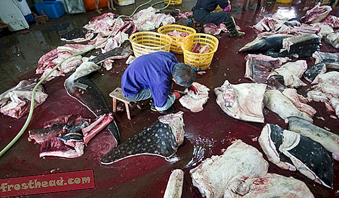 articles, nouvelles intelligentes, nouvelles intelligentes arts et culture - Une usine en Chine est en train d'abattre des requins baleines en voie de disparition