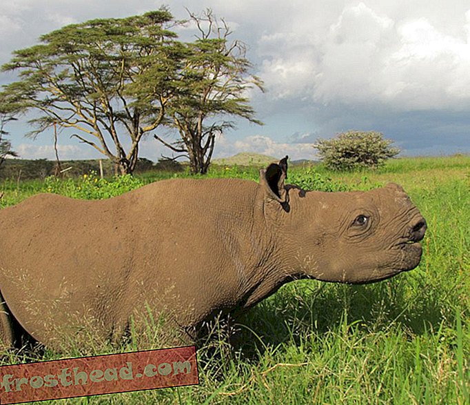 Slijepa beba nosoroga spašena nakon što je naletjela na drveće