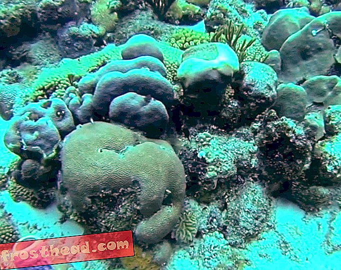 Zombie korallid võivad surnuist tagasi tulla