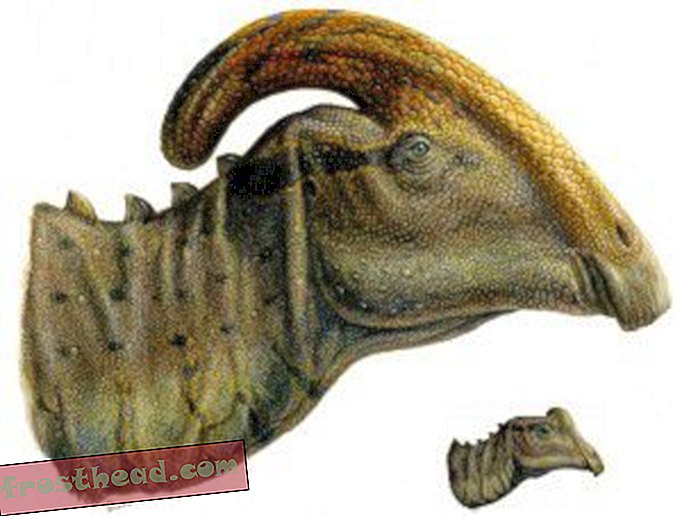 Kõrgõpetaja avastas beebituubiga harjastatud dinosauruse parima fossiilse osa
