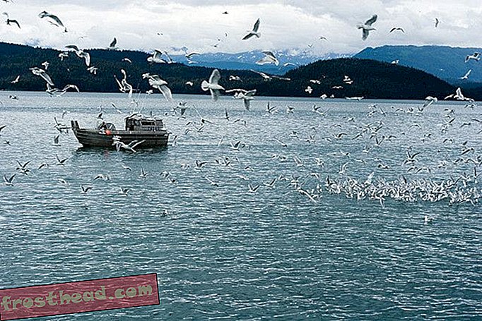 artikelen, slim nieuws, slimme nieuwswetenschap - Minstens 400.000 hongerige zeevogels verdrinken elk jaar in visnetten