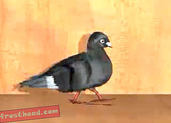 Un pigeon virtuel attire et dérange les mâles Randy
