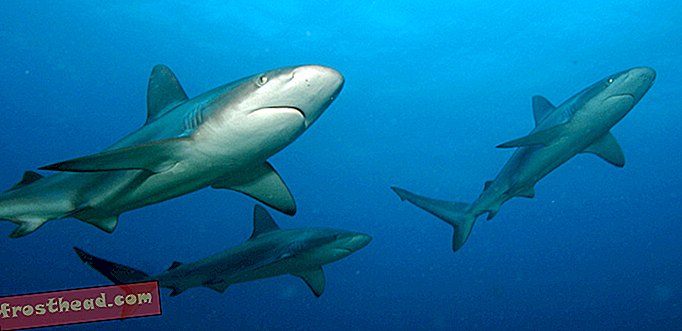 cikkek, intelligens hír, intelligens hír tudomány - Tisztelet: A cápák idősebbek, mint a fák