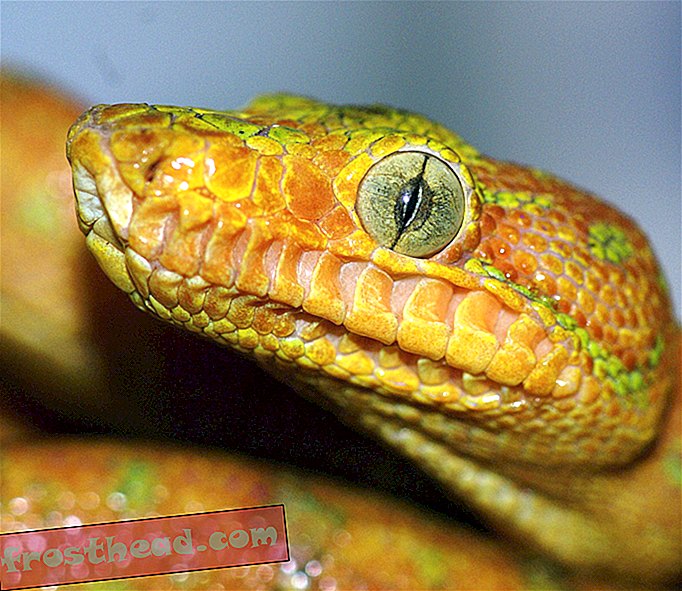 articles, nouvelles intelligentes, science de l'information intelligente - La vision des serpents s'amenuise quand ils sont stressés