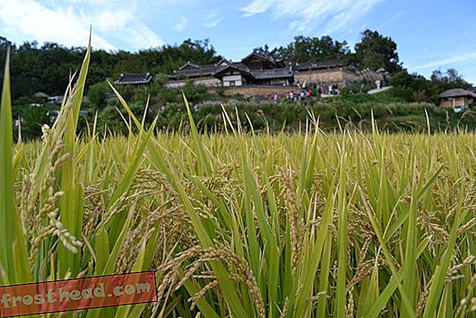 שינוי האקלים יביא לכך שהאורז אוכל את העולם