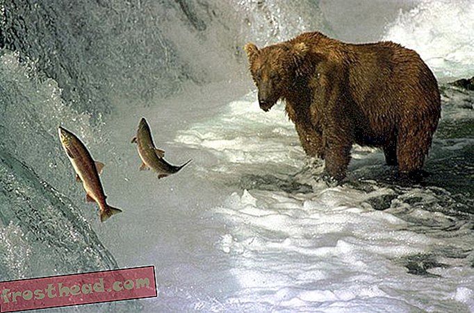 Kamera Live Bear prikazuje vročega medveda o lososovi akciji
