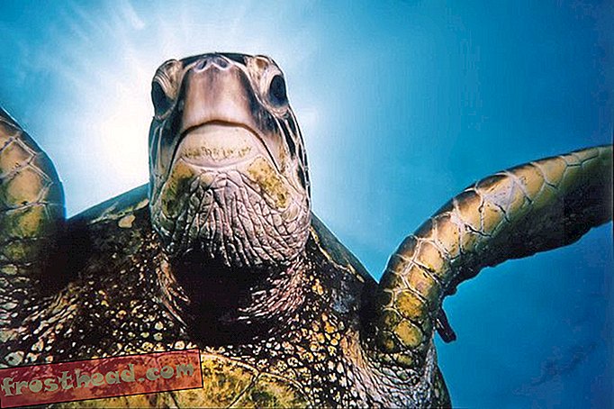 artikler, smarte nyheder, smarte nyhedsvidenskaber - Havskildpadder hekker i rekordenumre