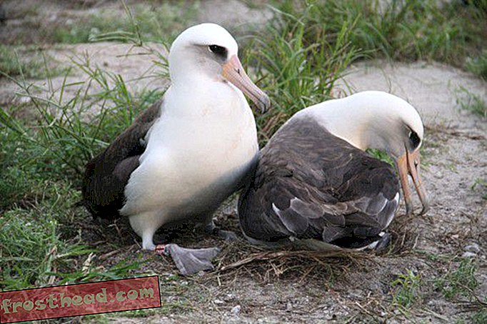 A los 62 años, el pájaro más viejo del mundo todavía está incubando polluelos