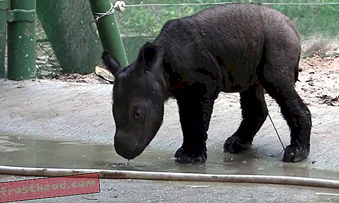 Očarljiv, kritično ogrožen dojenček Sumatran nosoroga