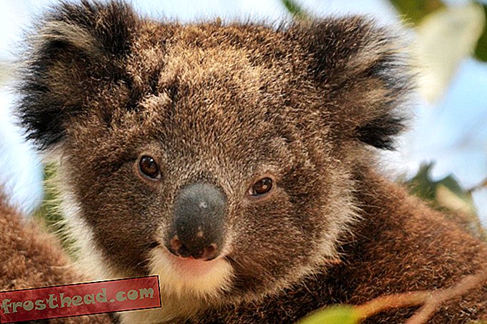 άρθρα, έξυπνες ειδήσεις, έξυπνη επιστήμη ειδήσεων - Γιατί το ζευγάρωμα των Koalas Sounds περισσότερο σαν μια τίγρη πνιγμού, Λιγότερο σαν ένα μικρό, μαζεμένο φυτό