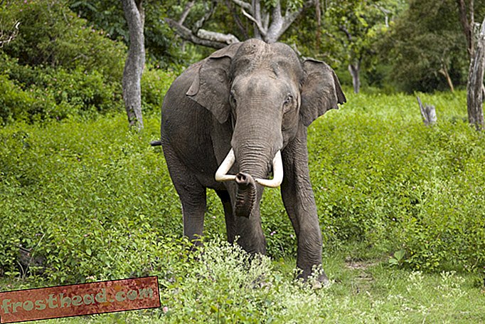 artykuły, inteligentne wiadomości, inteligentne wiadomości naukowe - Słonie potrafią odróżnić warczenie głodnego tygrysa od głodnego lamparta