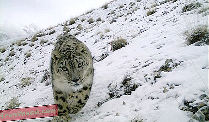 Photo: Richard Bischof (Université norvégienne des sciences de la vie) et Muhammad Ali Nawaz (Snow Leopard Foundation Pakistan)