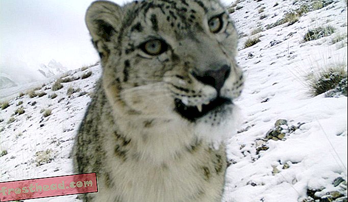 Foto: Richard Bischof (Norwegische Universität für Lebenswissenschaften) und Muhammad Ali Nawaz (Snow Leopard Foundation Pakistan)