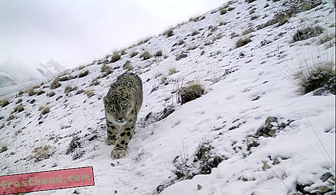 Emalik lumeleopard, püütud kaamerapüüduris