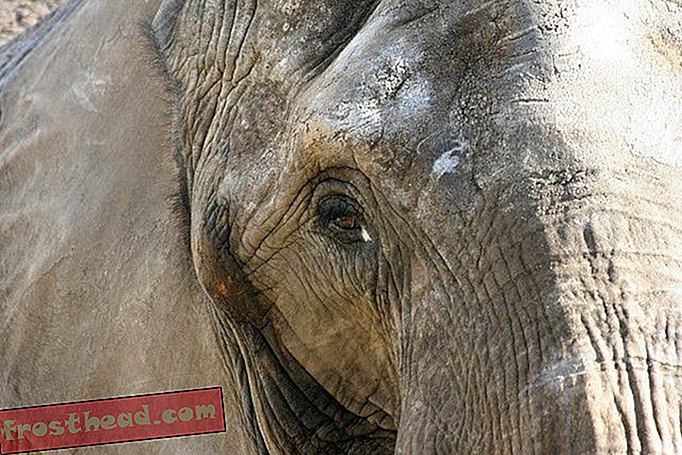 artikler, smarte nyheder, smarte nyhedsvidenskaber - Forskere fangede tilfældigt lyden af ​​krybskyttere, der dræbte en elefant, og det er meget, meget trist