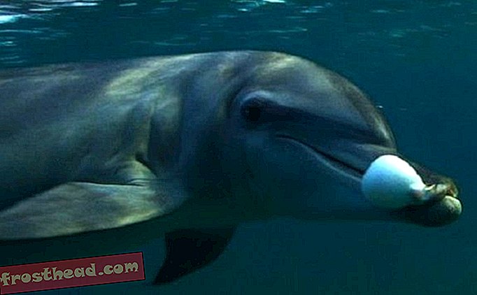 נראה כי דולפינים משתמשים בפפרפרס רעיל בכדי להגיע לגובה