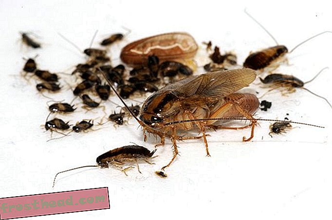 Hvis kakerlakker er bevidste, ville det forhindre dig i at smadre dem?