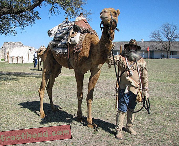 Den amerikanske hæren brukte kameler til etter borgerkrigen