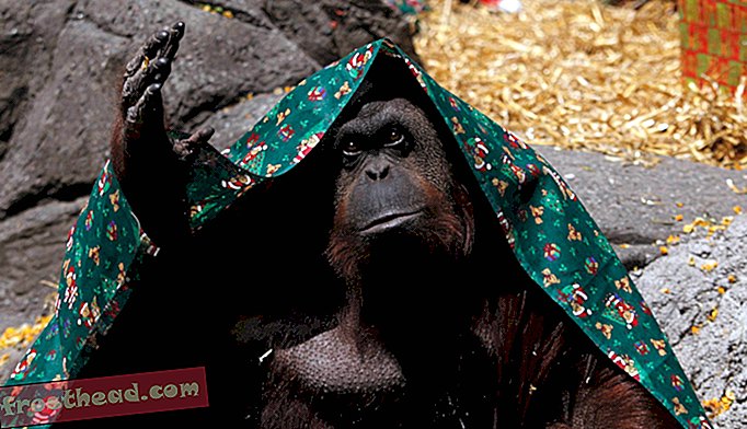 članci, pametne vijesti, pametne vijesti i ideje i inovacije - Argentinski orangutan je "nečovječna osoba", kaže sud