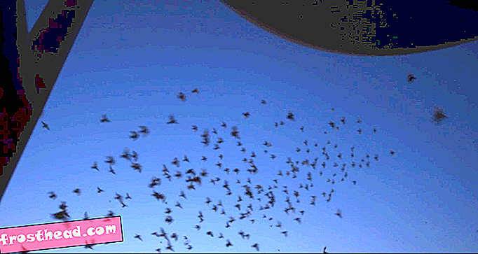 Гигантско стадо гълъби осветява нощното небе на Ню Йорк