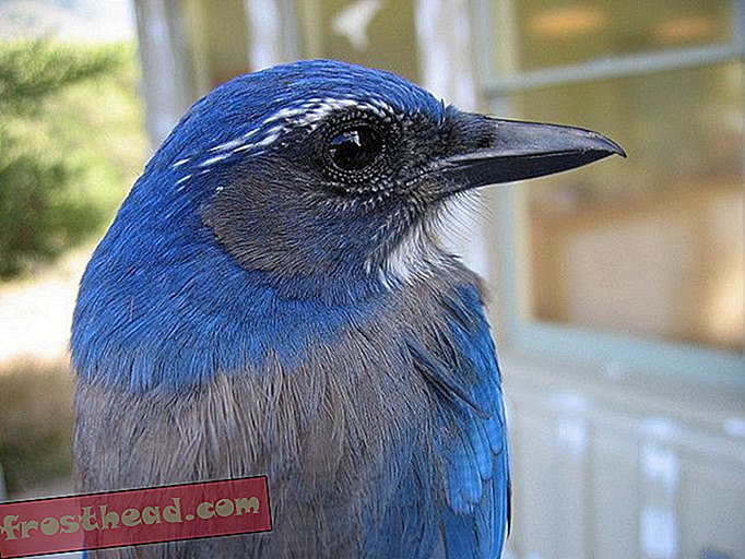чланци, паметне вијести, науке о паметним вијестима - Птице одржавају сахране за погинуле другове