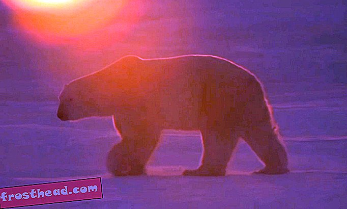 Flyt over Panda-cam, det er tid for isbjørnvandringen