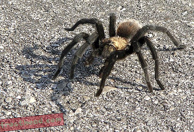 Admettre que cette grosse araignée est terrifiante la rendra moins effrayante