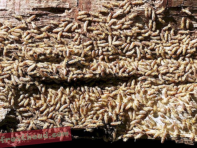 Artikel, Smart News, Smart News Science - Ältere Termiten sprengen sich, um ihre Kolonie zu schützen