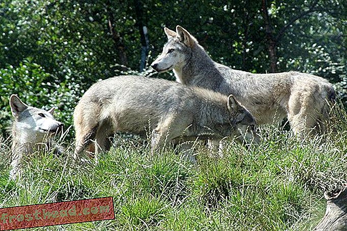 חבילת זאבים שהופיעה בברלין לראשונה זה מאה שנה