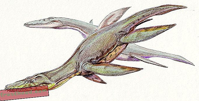 Ένας σπάνιος οστέας Pliosaur Sat σε ένα βρετανικό υπόστεγο για 16 χρόνια