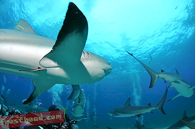 Los tiburones pueden sentir cuando le das la espalda