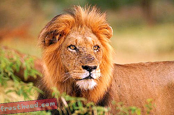 artikkelit, älykkäät uutiset, älykkäät uutiset - On tapa tehdä lionien metsästys hyväksi lioneille