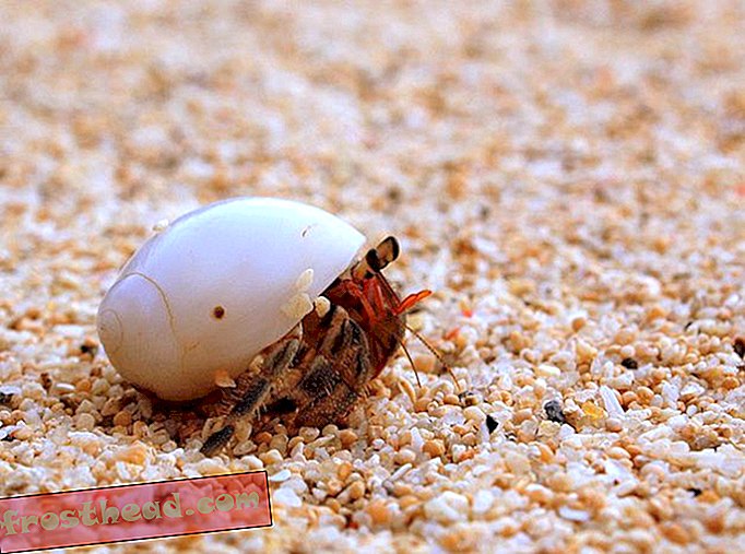 Le crabe ermite évite les conflits en développant le goût de certains types de coquillages