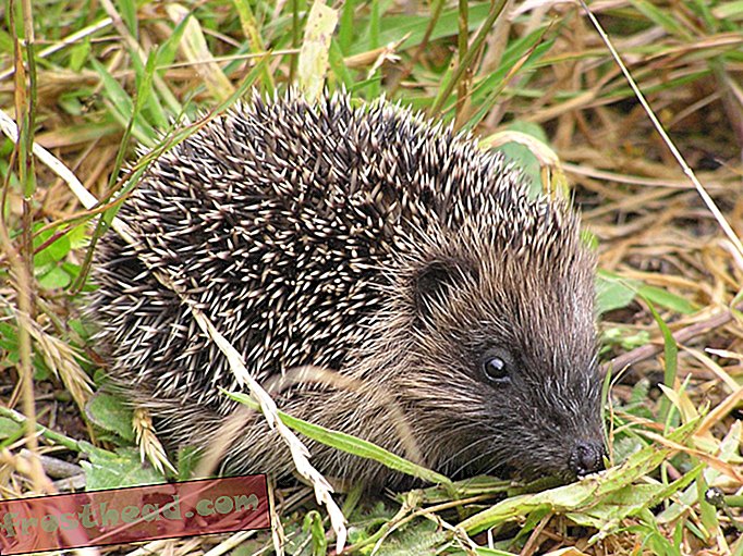 The Hedgehog Adalah Lambang Kebangsaan Baru Britain