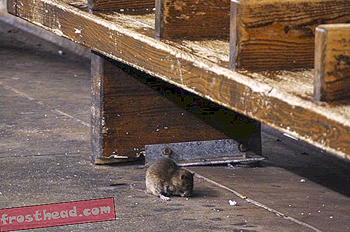 記事、スマートニュース、スマートニュースサイエンス - ニューヨーク市のネズミはいくつの病気を与えることができますか？