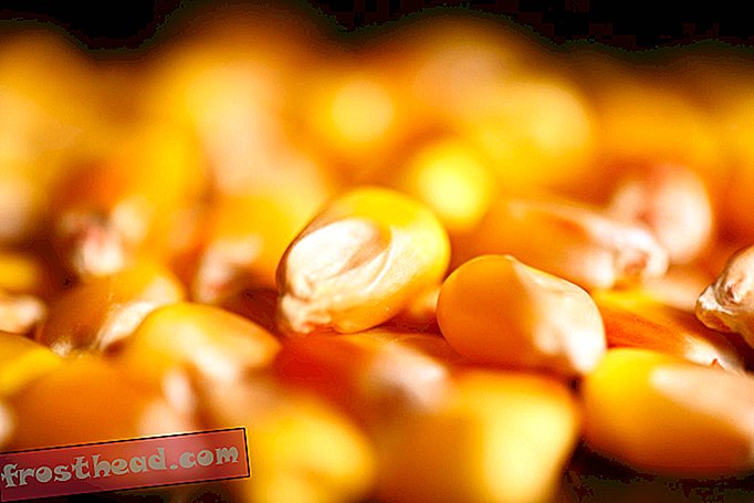 Comment un espion chinois a évité au FBI de voler des graines de maïs consanguines dans l'Iowa