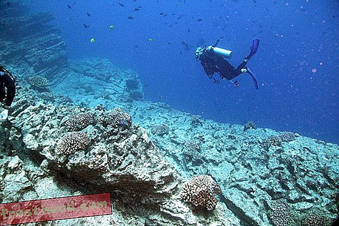 En mystisk sygdom dræber Hawaiis koral