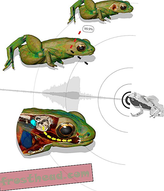 מאמרים, חדשות חכמות, מדע חדשות חכמות - הצפרדע הזו שומעת את פיה