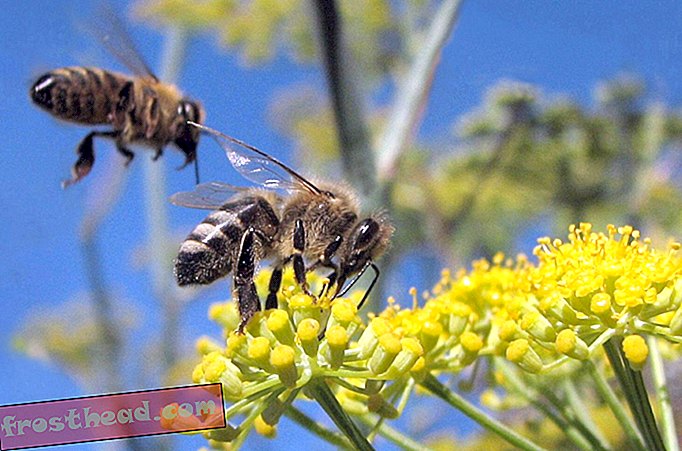 Gran Bretaña construye una red de transporte solo para las abejas (y otros polinizadores)
