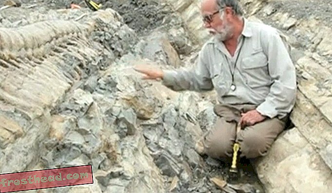 Ein gut erhaltener, 3 Meter langer Dinosaurierschwanz wird in Mexiko ausgegraben