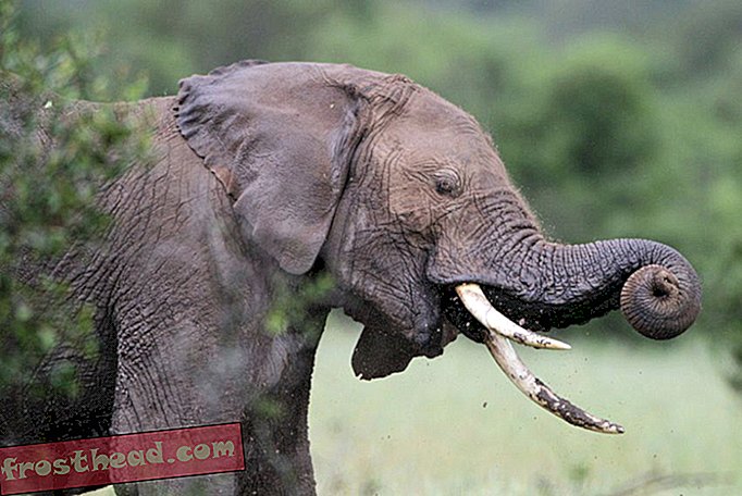 Προσπαθήστε να παραβιάσετε έναν παράνομο ελεφαντόδοντο από την Κένυα, πληρώστε $ 230.000 πρόστιμο