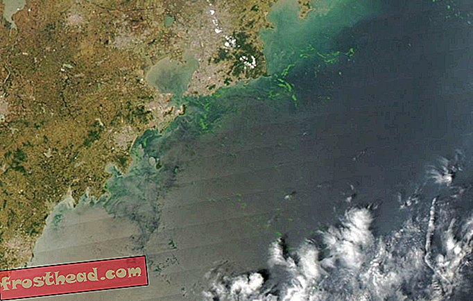 La floraison massive d'algues en Chine pourrait laisser l'eau sans vie de l'océan