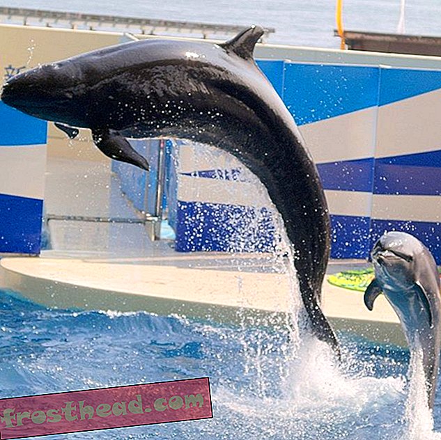 artikkelit, älykkäät uutiset, älykkäät uutiset - Delfiinit pitävät lajien välisiä metsästysjuhlia