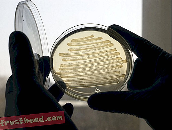 Resíduos de bactérias de 3,5 bilhões de anos podem ser a mais antiga evidência de vida na Terra