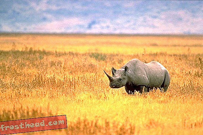 articles, nouvelles intelligentes, science de l'information intelligente - Un permis de chasse pour un rhinocéros noir en voie de disparition vient d'être vendu pour 350 000 $